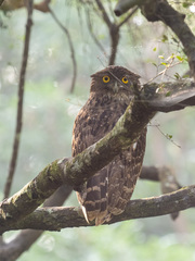 Ketupa zeylonensis