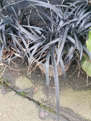 Ophiopogon planiscapus