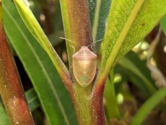 Acrosternum millierei