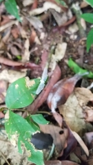 Drymonia coccinea