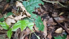 Drymonia coccinea