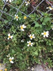 Bidens alba