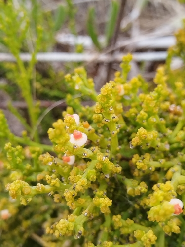 Beach Rootthug (Thesium fragile)