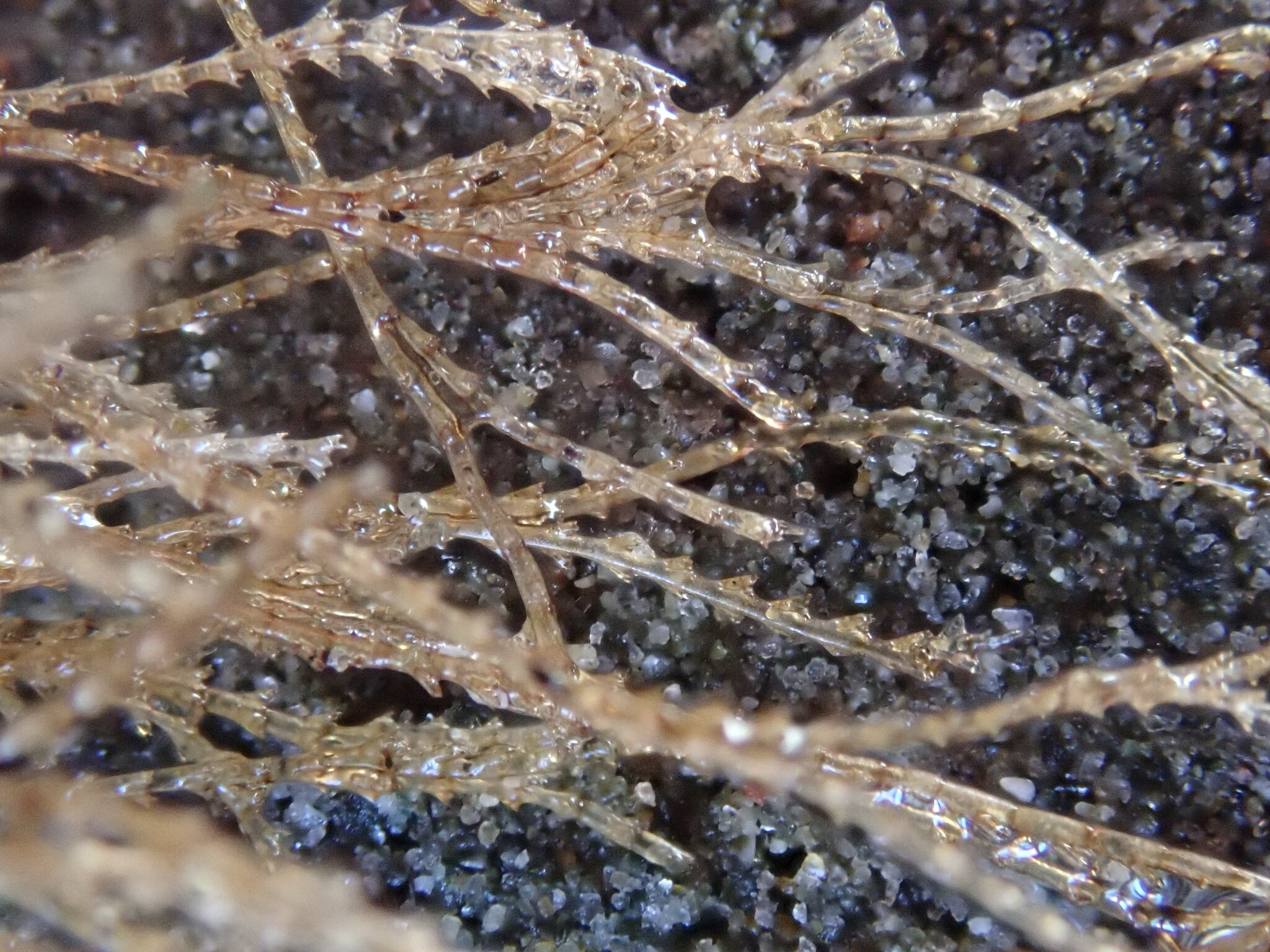 Amphisbetia bispinosa (Gray, 1843)
