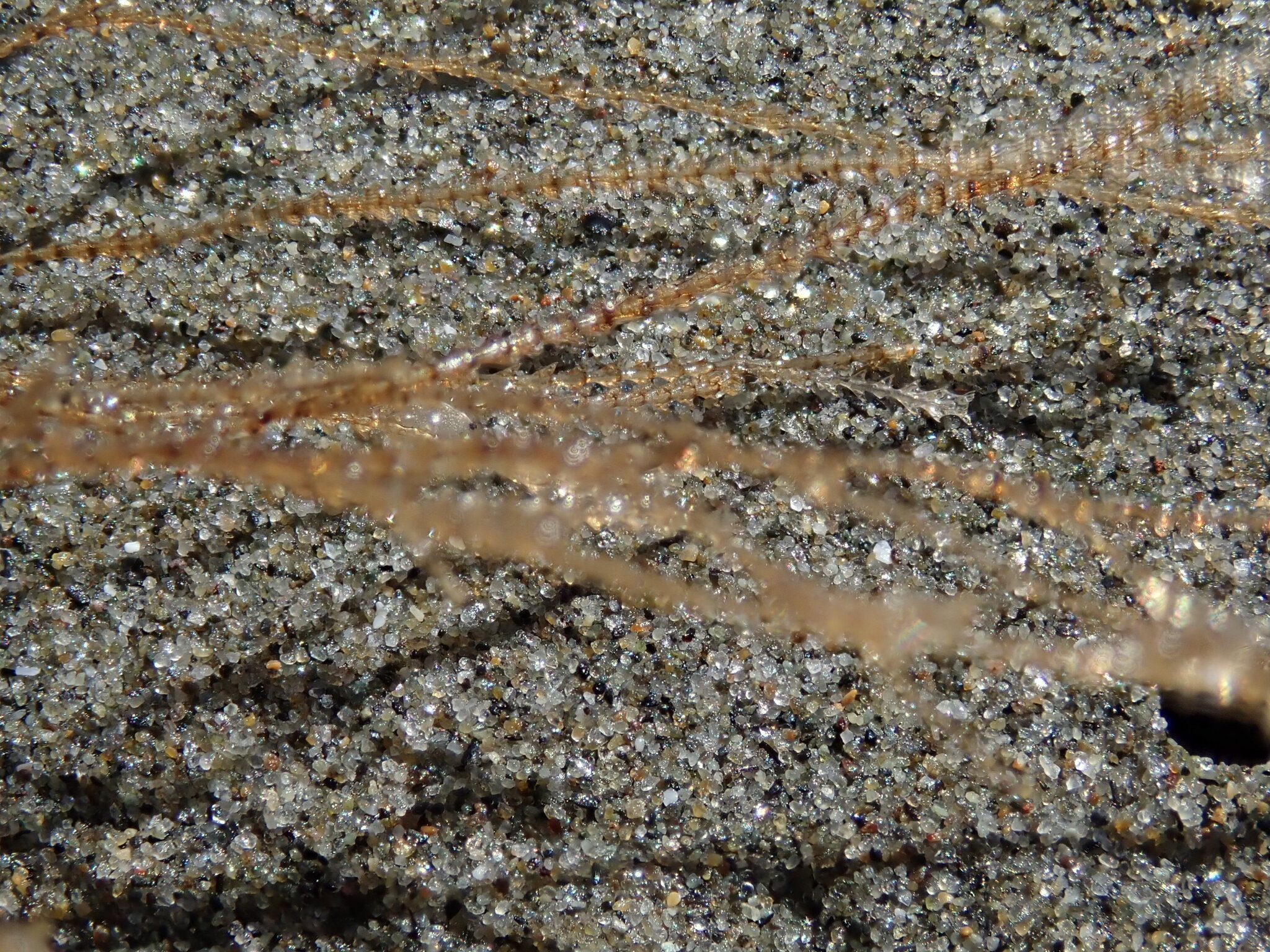 Amphisbetia bispinosa (Gray, 1843)