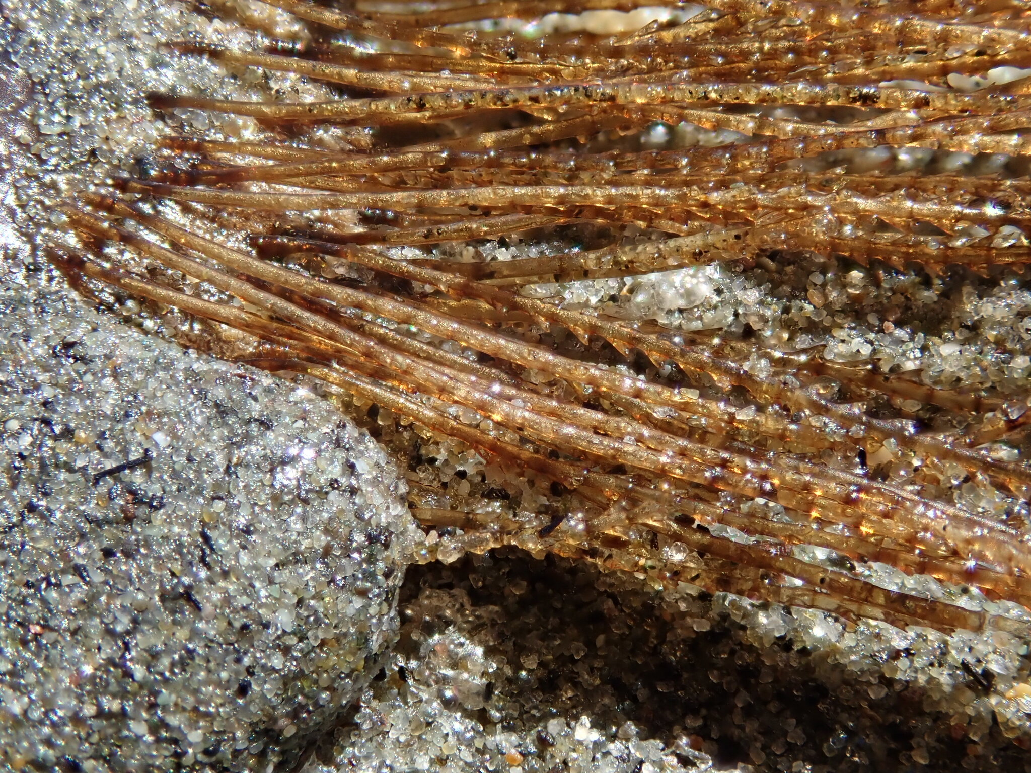 Amphisbetia bispinosa (Gray, 1843)