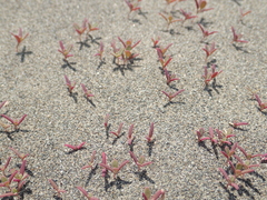 Chenopodium acuminatum virgatum