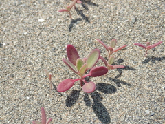 Chenopodium acuminatum virgatum