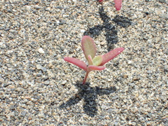 Chenopodium acuminatum virgatum