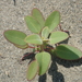 Chenopodium acuminatum - Photo Ningún derecho reservado, subido por 葉子