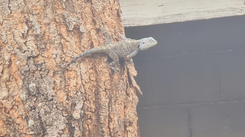 Southern Tree Agama