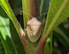 Acrosternum millierei