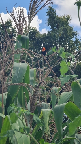 Black-winged Bishop