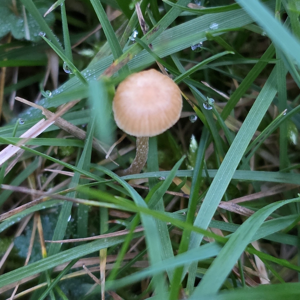 Galerina · March 2026 · photo: © sabear (iNaturalist, cc0)