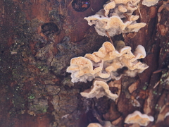 Skeletocutis amorpha