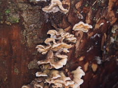 Skeletocutis amorpha