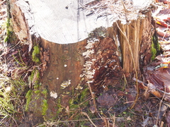 Skeletocutis amorpha