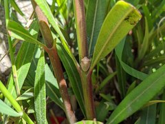 Acrosternum millierei