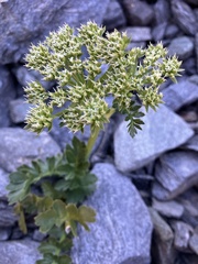 Anisotome pilifera, photograph author not stated, no rights reserved