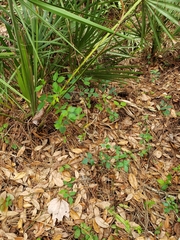 Toxicodendron radicans image