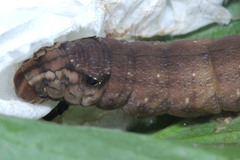 Eupanacra