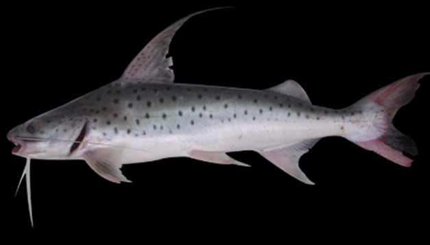 Lince Catfish