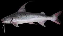 Lince Catfish photo 1