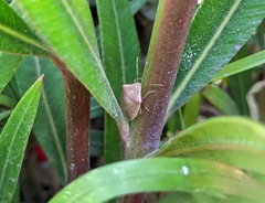 Acrosternum millierei