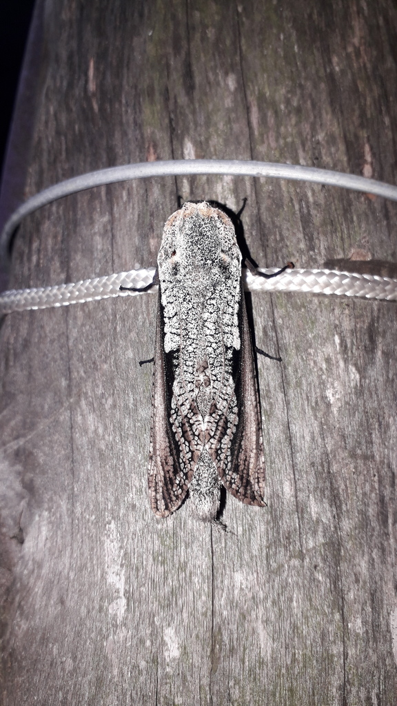 Morpheis xylotribus