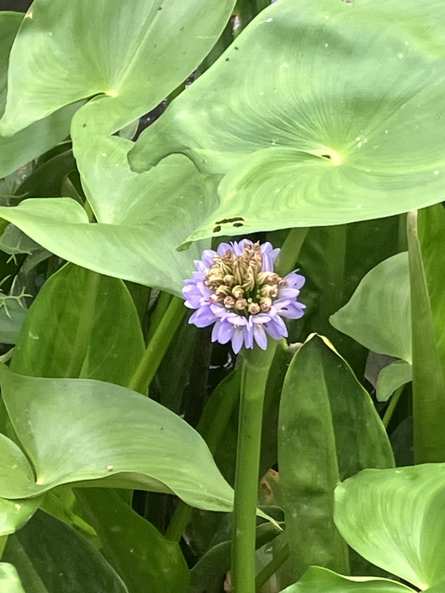 Pontederia hastata (Pontederia hastata)