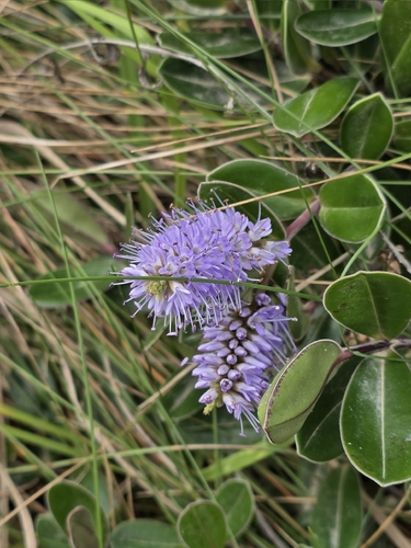Northern hebe (Veronica obtusata)