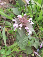 Lamium purpureum
