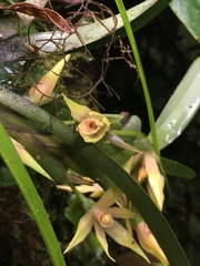 Maxillariinae