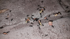 Acromyrmex lundii