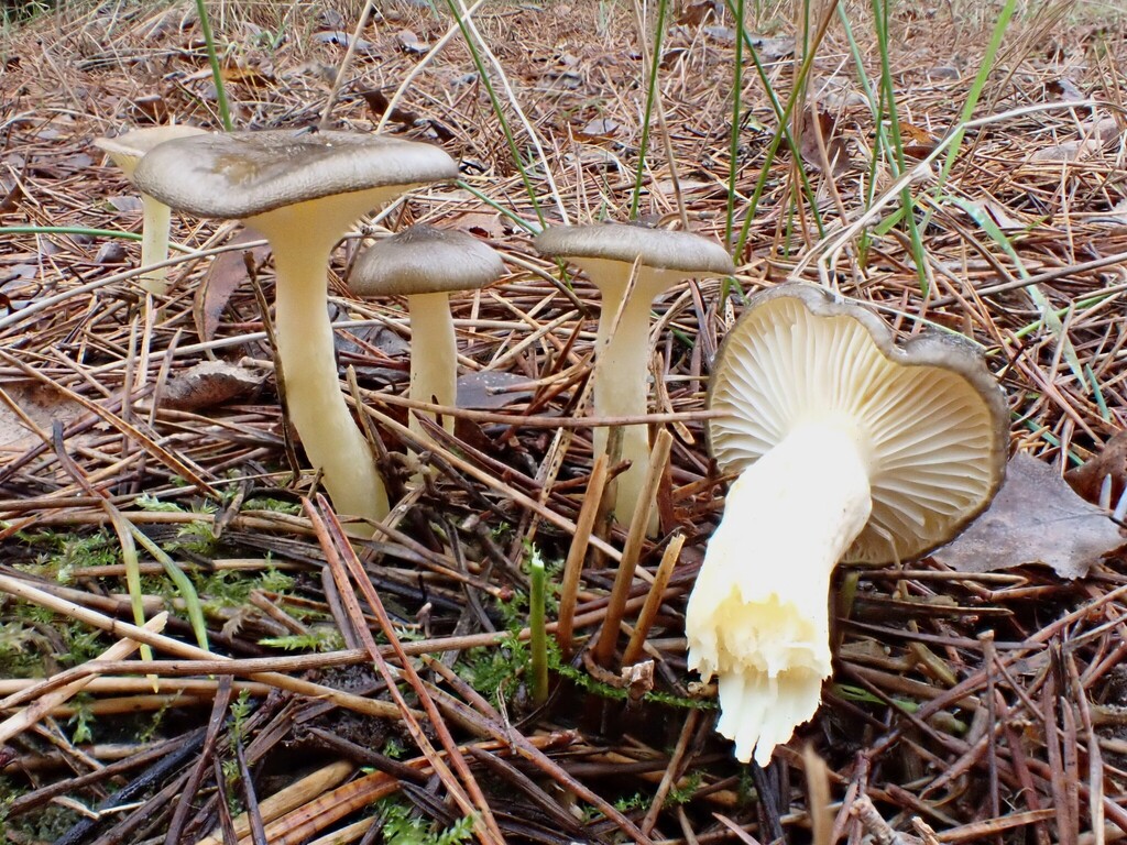 Hygrophorus hypothejus · November 2025 · photo: © anita712 (iNaturalist, cc0)