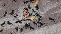 Acromyrmex lundii