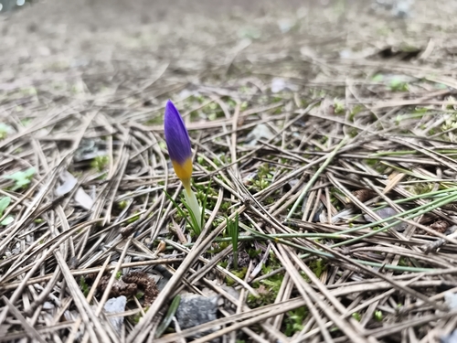Crocus nivalis, photograph 6