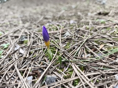 Crocus nivalis, photograph (c) Pantazi Katerina, some rights reserved (CC BY)