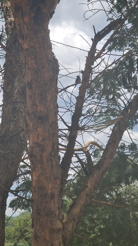 Paperbark Thorn