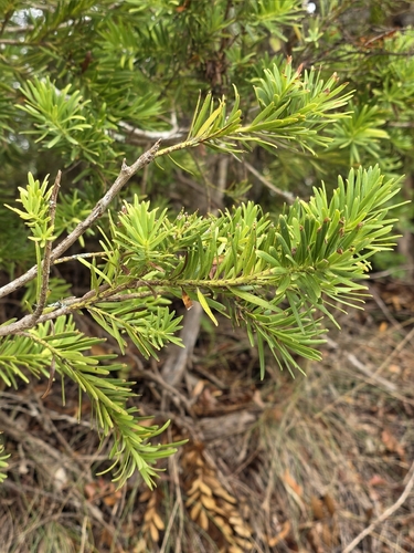Kirk's pine (Halocarpus kirkii)