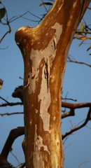 Lagerstroemia microcarpa