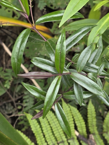 Waitakere Rock Koromiko (Veronica bishopiana)