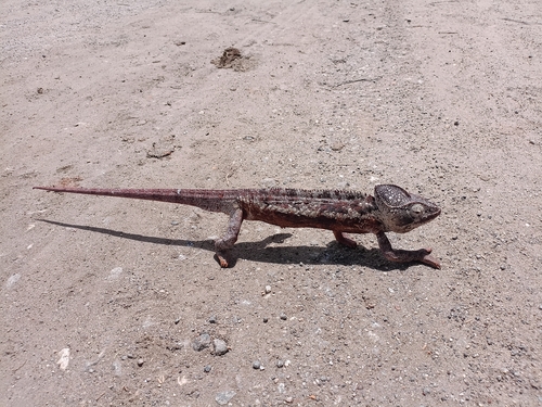 Oustalet's Giant Chameleon
