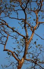 Lagerstroemia microcarpa