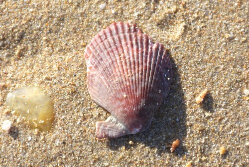 Mimachlamys varia