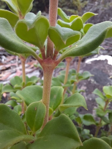 Coprosma hirtella, photograph 5