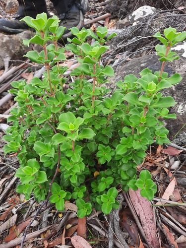 Coprosma hirtella, photograph 6