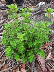 Coprosma hirtella, photograph (c) Stella Fish, some rights reserved (CC BY)