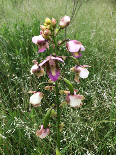Purple Vlei Harlequin