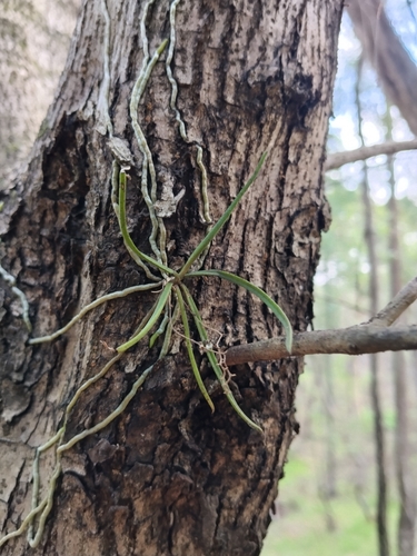 Myrtle Bells (Sarcochilus hillii)